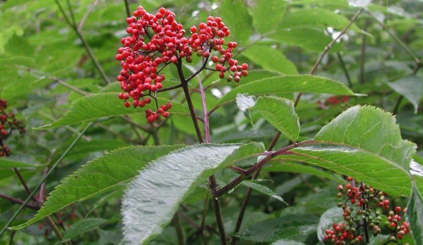 Бузина Нана Бузина Нана