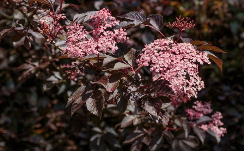 Бузина канадська Пірамідаліс Бузина канадська Пірамідаліс