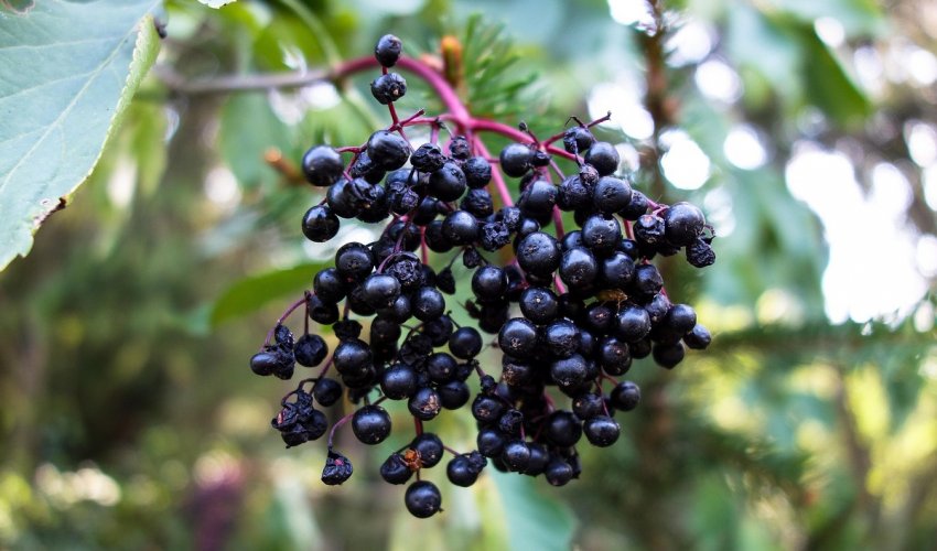 Бузина Адамс Бузина Адамс