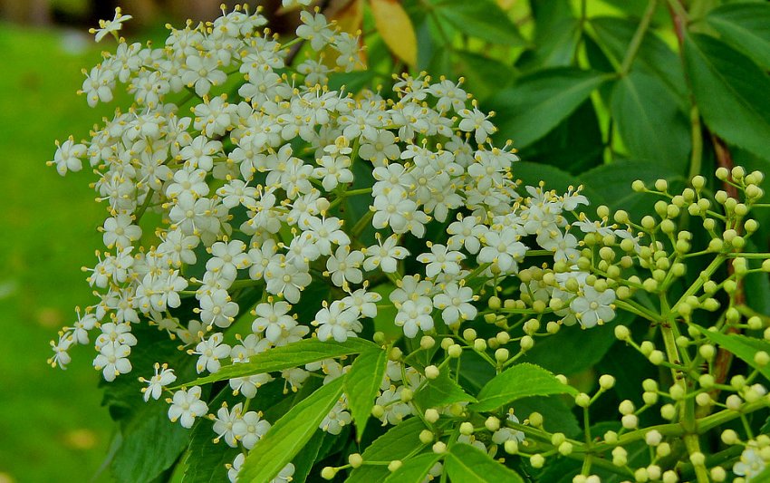Бузина канадська Пігмій Бузина канадська Пігмій