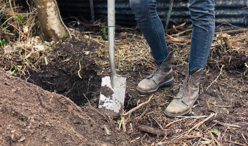 Место для посадки лимонника