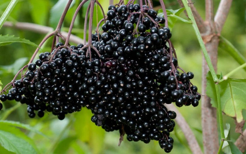 Бузина канадська Вічі's Broom Бузина канадська Вічі's Broom
