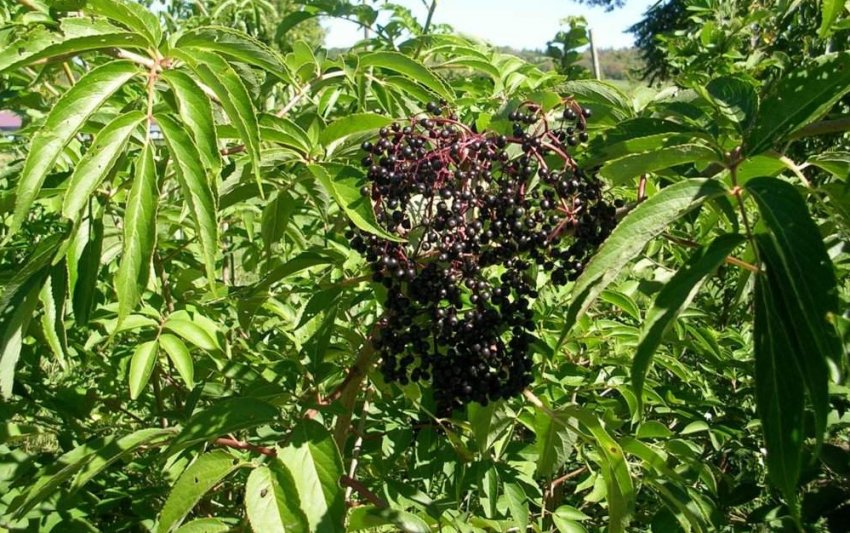 Крупноплідна бузина Йорк Крупноплідна бузина Йорк