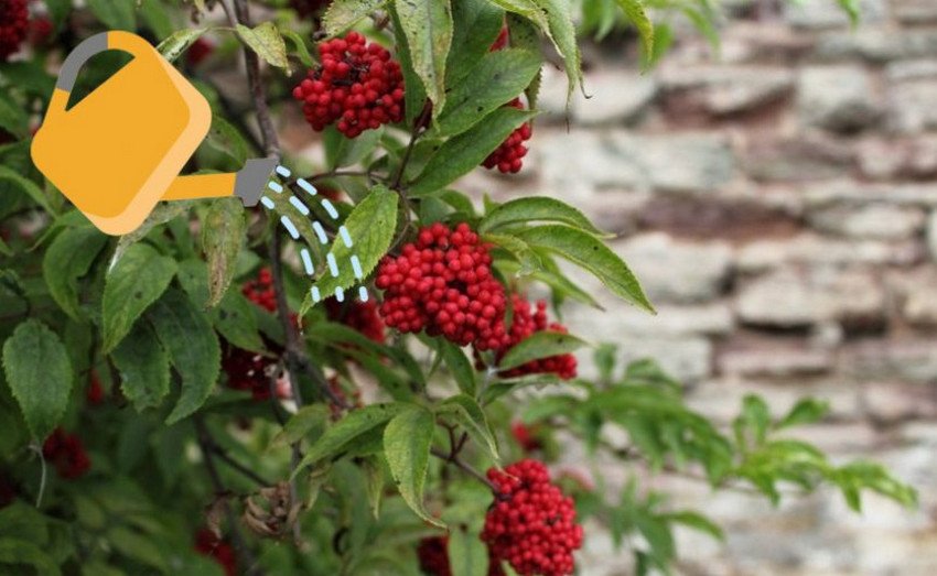 Полив бузини Полив бузини