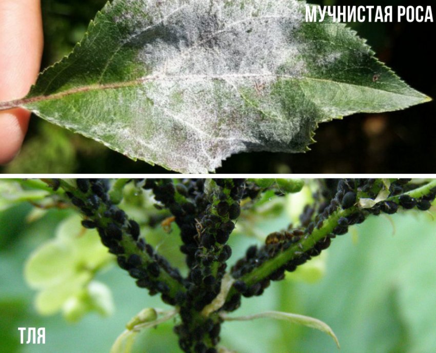 Мучність та тля на бузині Мучність та тля на бузині