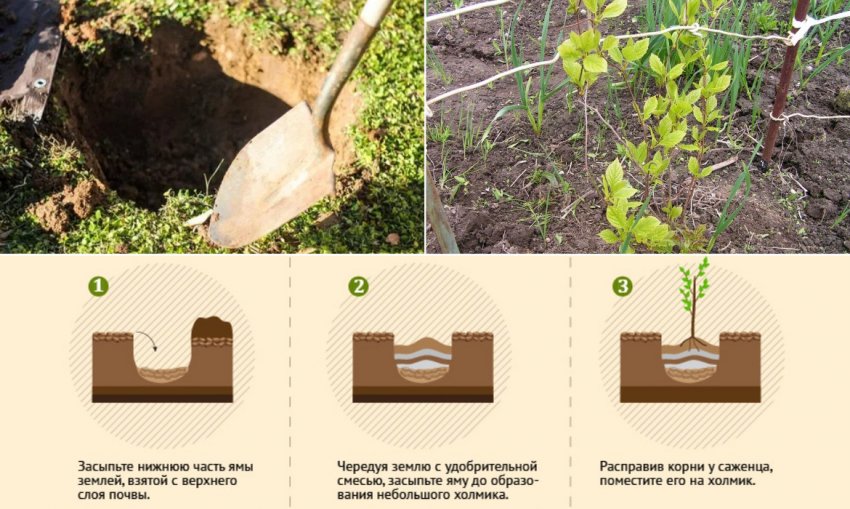 Посадка лимонника