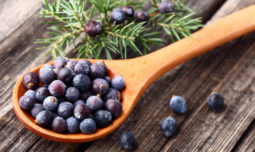 Ягоди можжевельника