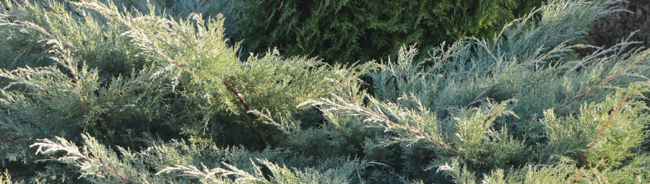 Описание можжевельника Грей Оул, посадка и уход