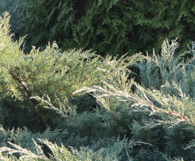 Описание можжевельника Грей Оул, посадка и уход