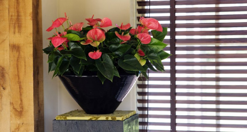 Антуріум будинку