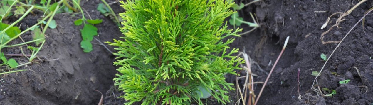 Посадка та догляд за туєю в різні пори року