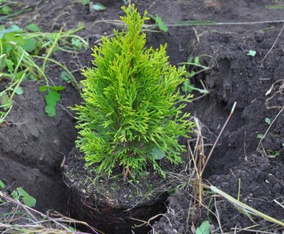Посадка та догляд за туєю в різні пори року