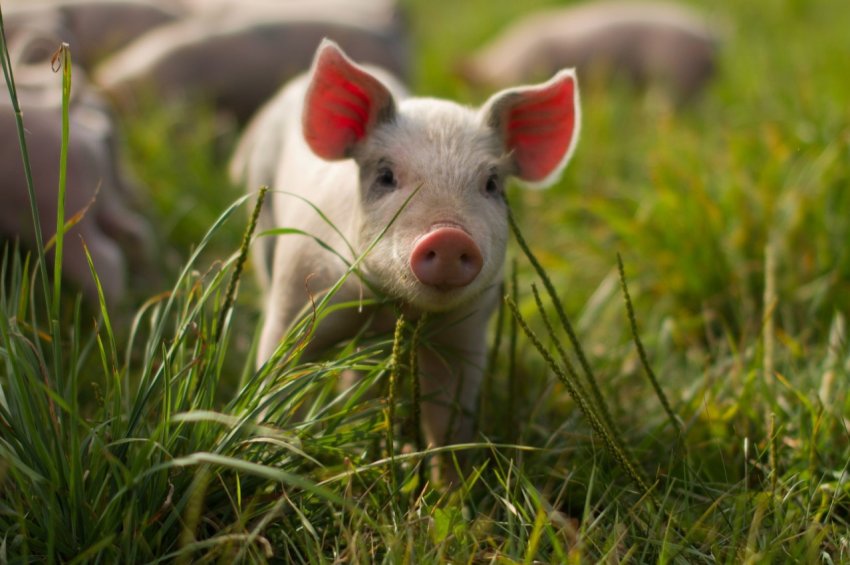 В Болгарії найвищі ціни на свинину за останнє десятиліття