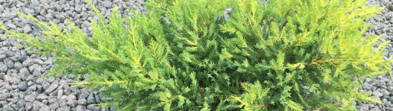 Описание можжевельника Голд Киссен, посадка и уход