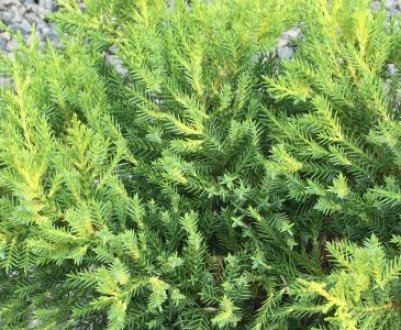 Описание можжевельника Голд Киссен, посадка и уход