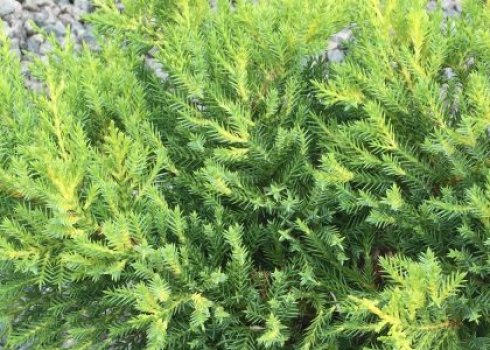 Описание можжевельника Голд Киссен, посадка и уход