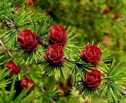 Розведення листвениці в домашніх умовах та в природі