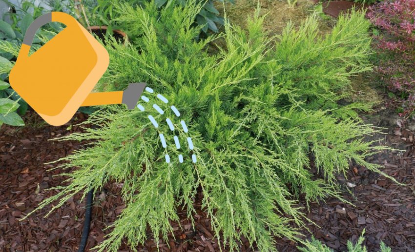 Полив можжевельника Полив можжевельника
