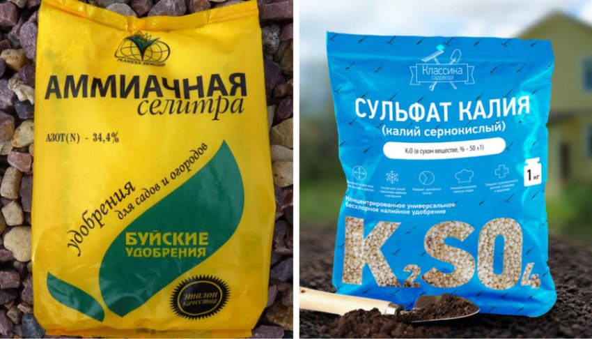 Добрива для туї Добрива для туї