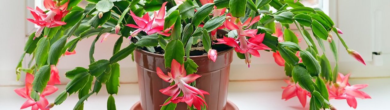 Як часто і як правильно поливати декабрист в домашніх умовах?