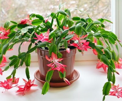 Як часто і як правильно поливати декабрист в домашніх умовах?