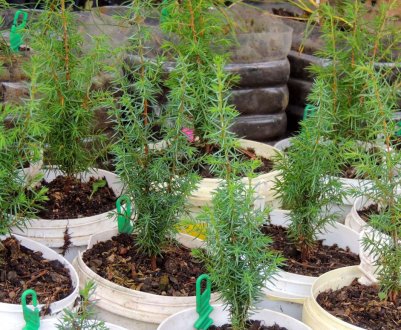 Посадка та вирощування ялиці з насіння