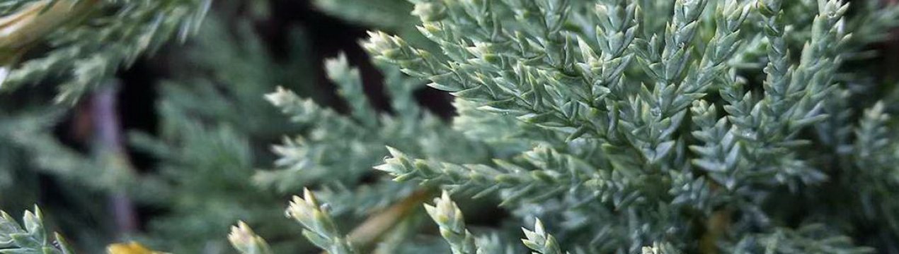 Описание можжевельника Блю Дануб, посадка и уход