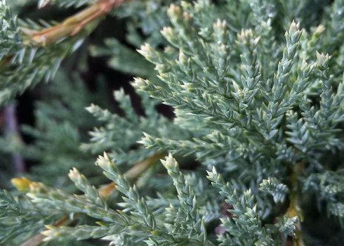 Описание можжевельника Блю Дануб, посадка и уход