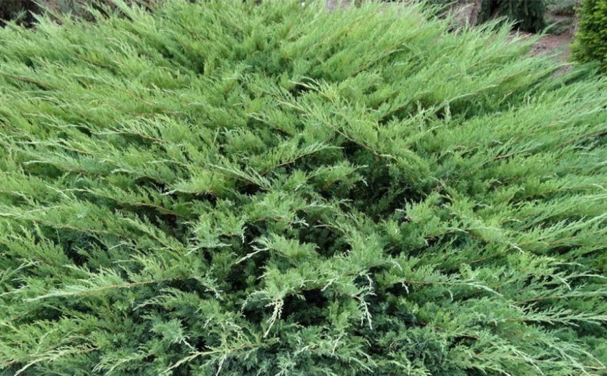 Можжевельник Блю Дануб Можжевельник Блю Дануб