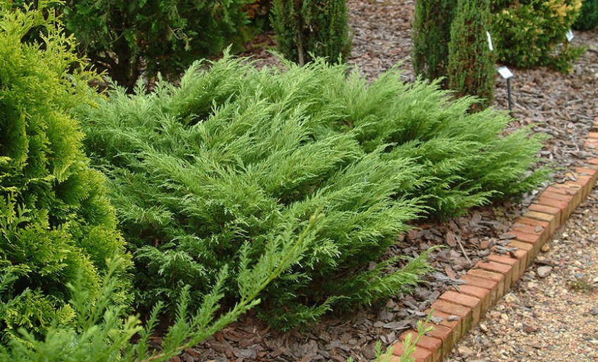 Можежевельние Блю Дануб Можежевельние Блю Дануб