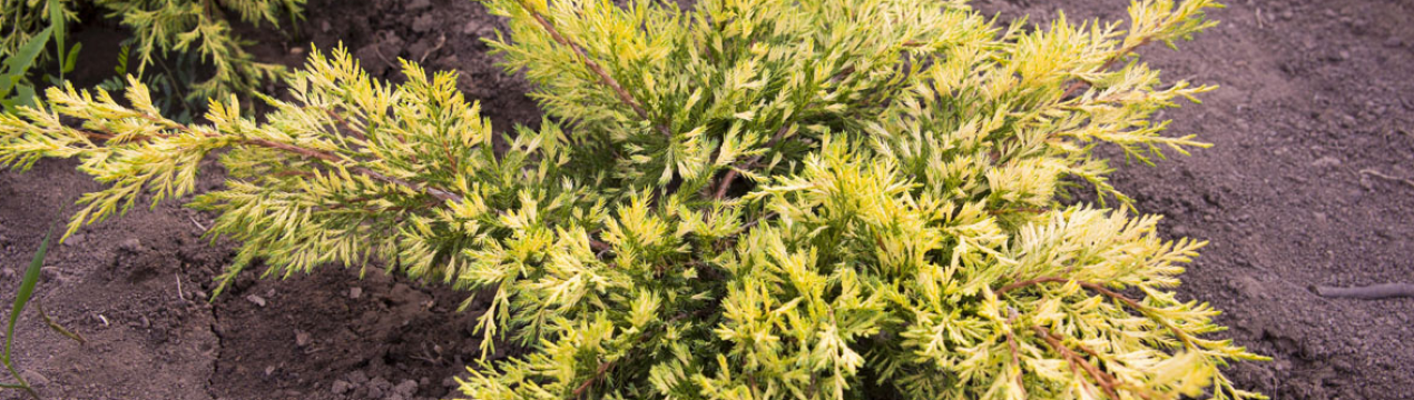 Описание можжевельника Кинг оф Спринг, посадка растения и последующий уход