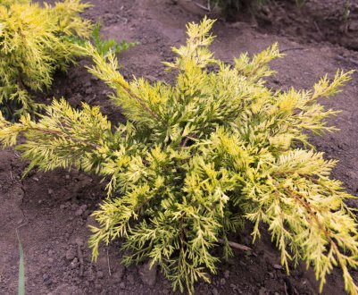 Описание можжевельника Кинг оф Спринг, посадка растения и последующий уход