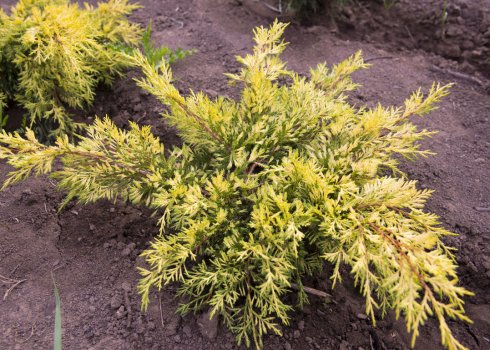 Описание можжевельника Кинг оф Спринг, посадка растения и последующий уход