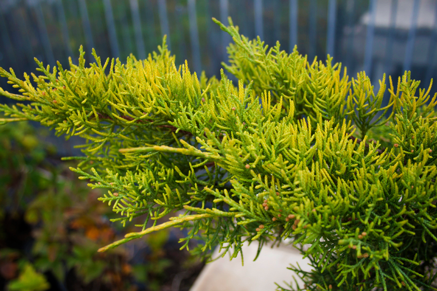 Можжевельник средний Кинг оф Спринг (Juniperus pfitzeriana King of ...