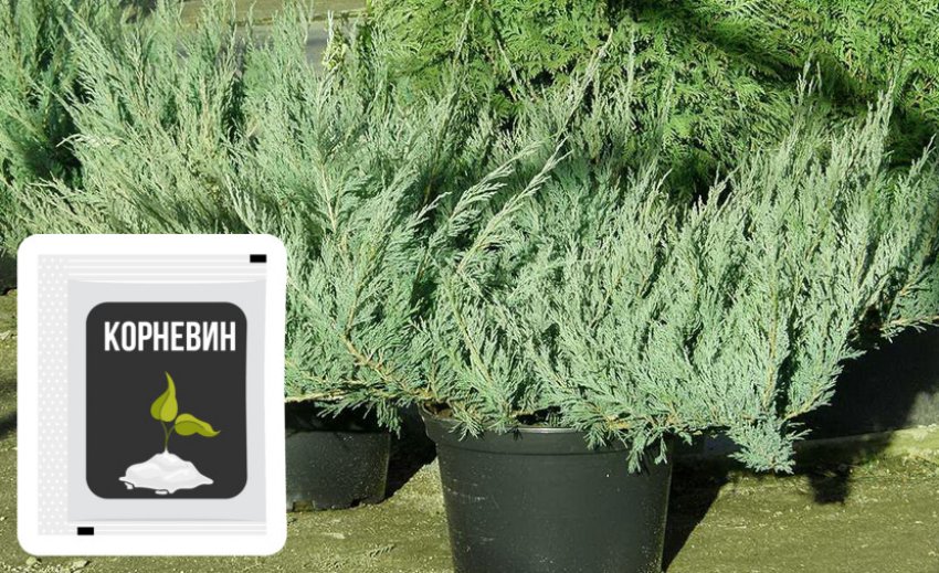 Подготовка саженцев можжевельника Блю Дануб к посадке Подготовка саженцев можжевельника Блю Дануб к посадке