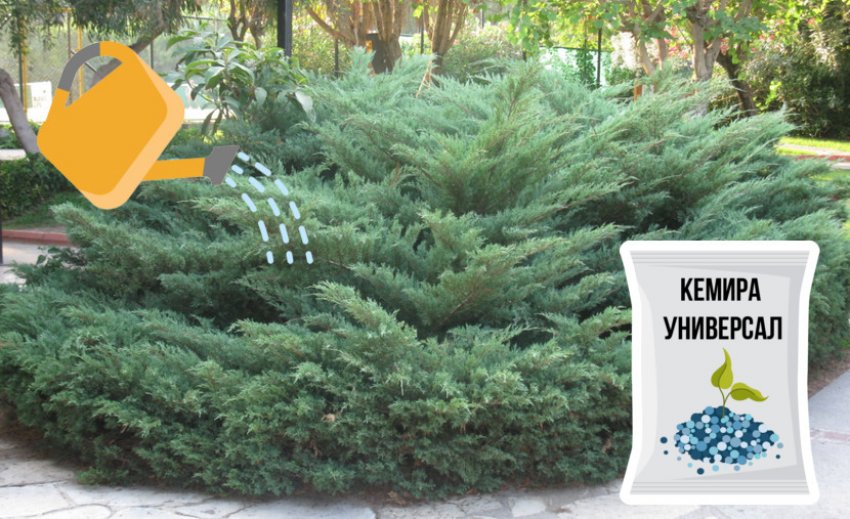 Полив и внесение удобрений под можжевельник Полив и внесение удобрений под можжевельник