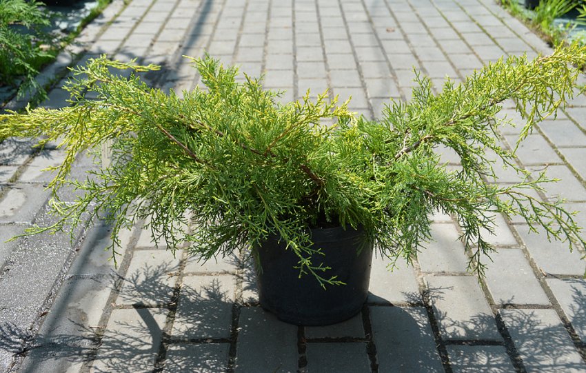 Саженец можжевельника Кинг оф Спринг Саженец можжевельника Кинг оф Спринг