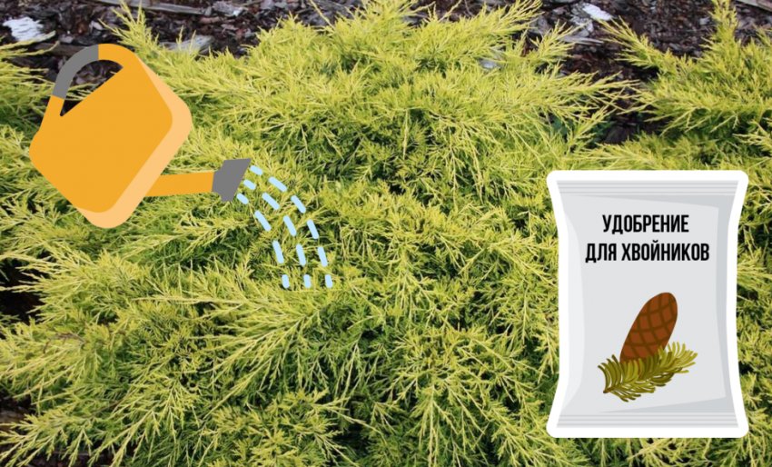 Полив и подкормка можжевельника Полив и подкормка можжевельника