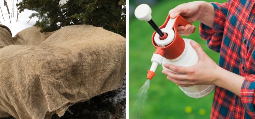 Уход за можжевельником Уход за можжевельником