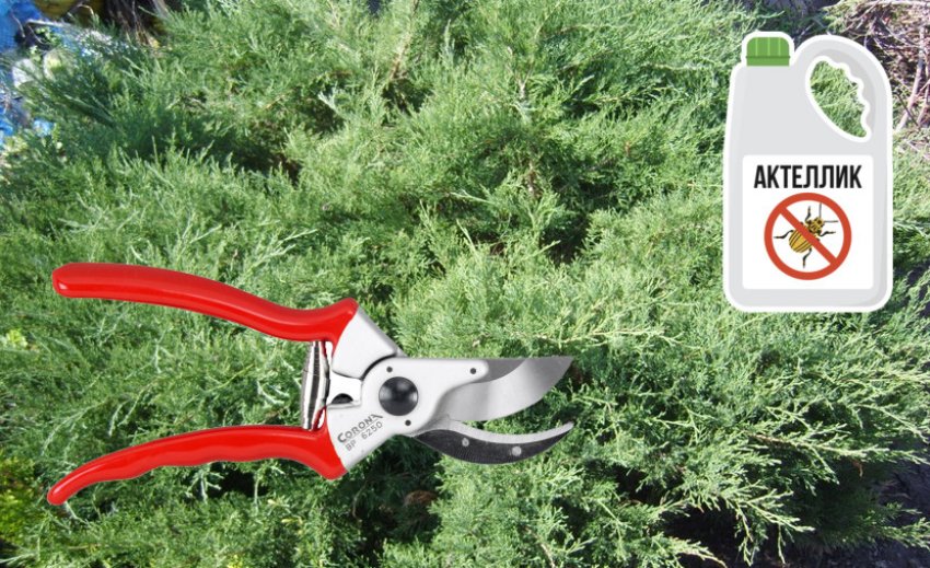 Обрезка можжевельника Блю Дануб и борьба с вредителями Обрезка можжевельника Блю Дануб и борьба с вредителями