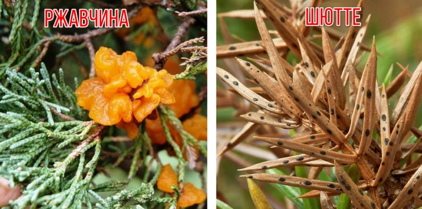 Болезни можжевельника Болезни можжевельника