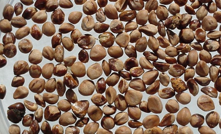 Семена можжевельника Семена можжевельника