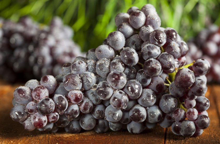 Тепла погода заважає виробництву овочів в Італії