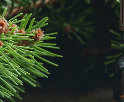 Корисні властивості та протипоказання для організму людини відносно пихти