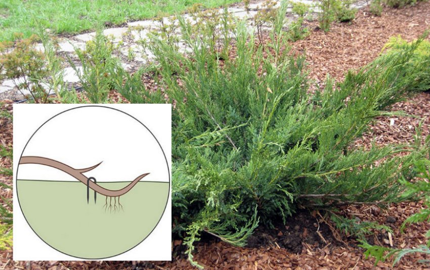 Размножение можжевельника отводками Размножение можжевельника отводками