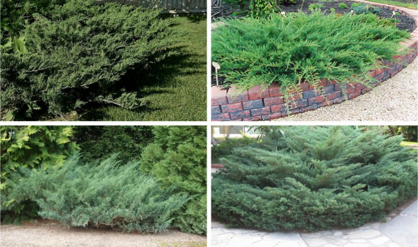 Можжевельник Блю Дануб в ландшафтном дизайне Можжевельник Блю Дануб в ландшафтном дизайне