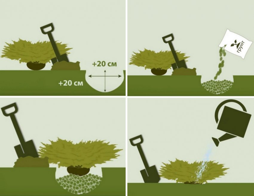 Схема посадки можжевельника Схема посадки можжевельника