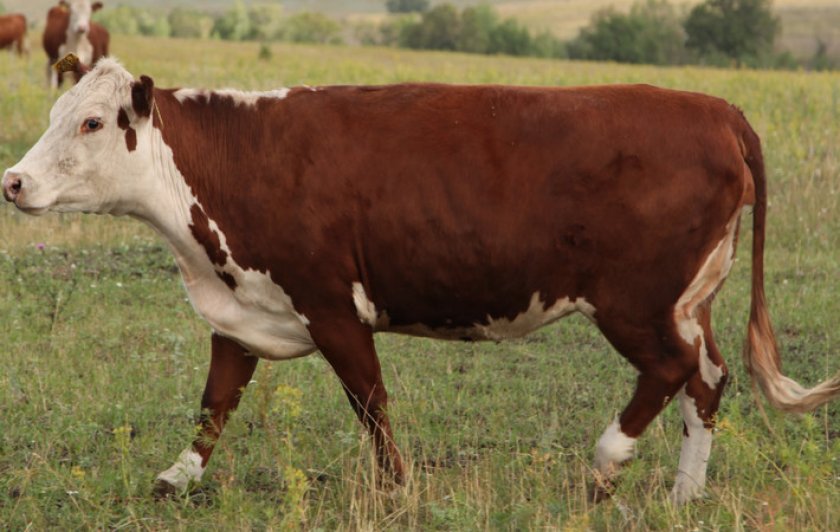 Казахская белоголовая корова