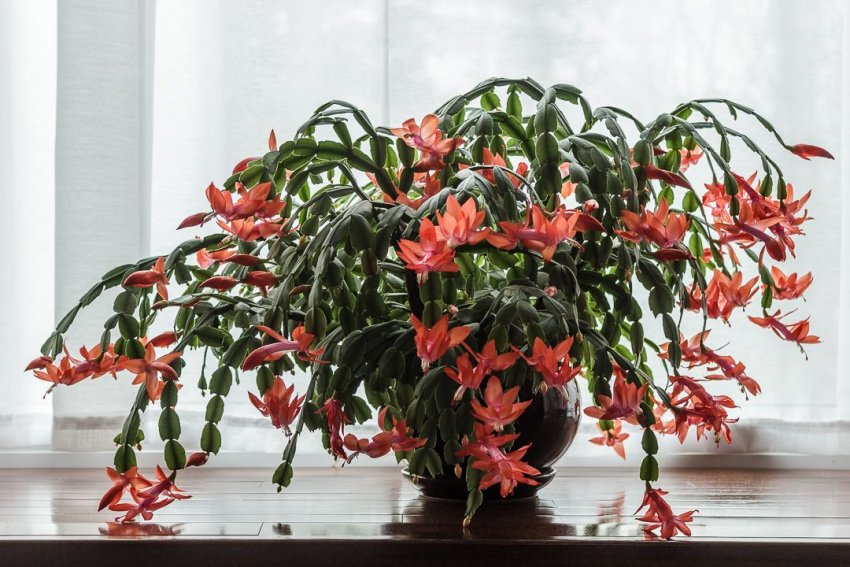 Декабрист в домашніх умовах Декабрист в домашніх умовах