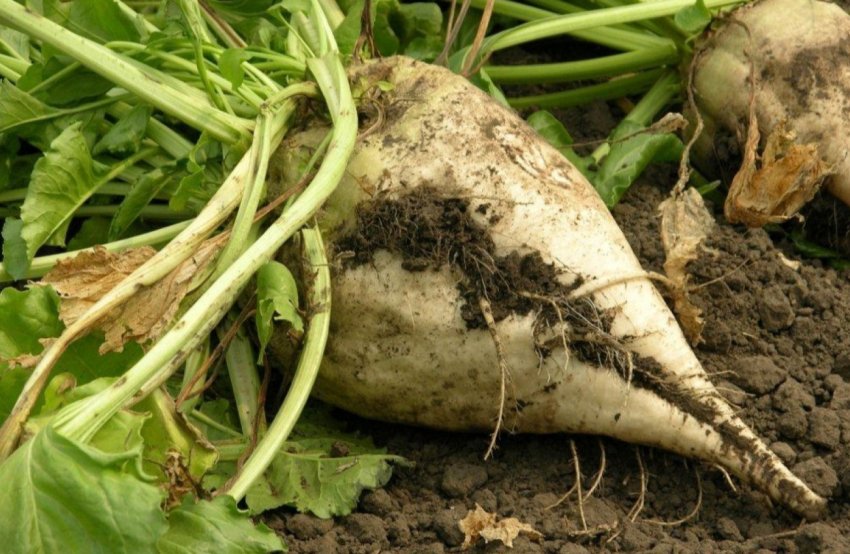 «Зернопродукт МХП» робить ставку на кукурудзу «Зернопродукт МХП» робить ставку на кукурудзу